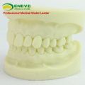 SELL 12564 Tooth Prepared Practice Dental